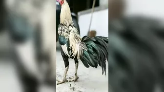 10 handsome and nice chicken models