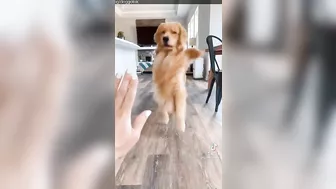 Funniest And Cutest Dogs, Dogs Reels Compilation 2022 That Will Make You Laugh and Say Aww !