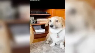 Funniest And Cutest Dogs, Dogs Reels Compilation 2022 That Will Make You Laugh and Say Aww !