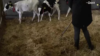 Boer Arjan is ontroostbaar: 2/3 van zijn veestapel moet weg | RTV Oost