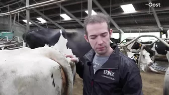 Boer Arjan is ontroostbaar: 2/3 van zijn veestapel moet weg | RTV Oost