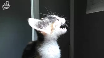 Tiny Kittens Meowing Compilation - Sounds to Attract Cats