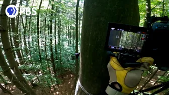 Filmmakers Travel to Poland to Capture "Coolest" Woodpeckers