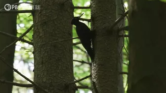 Filmmakers Travel to Poland to Capture "Coolest" Woodpeckers