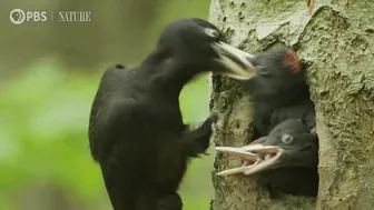 Filmmakers Travel to Poland to Capture "Coolest" Woodpeckers