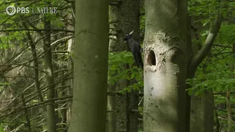 Filmmakers Travel to Poland to Capture "Coolest" Woodpeckers