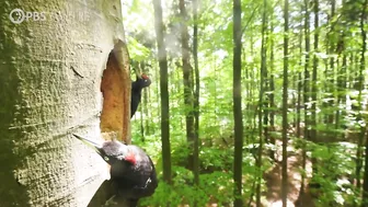 Filmmakers Travel to Poland to Capture "Coolest" Woodpeckers