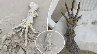 Shocked couple discovers ‘alien hand’ on beach: ‘Looks like ET’s bones!’