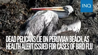 Dead pelicans lie on Peruvian beach, as health alert issued for cases of bird flu