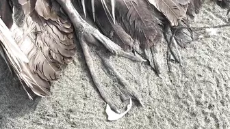 Dead pelicans lie on Peruvian beach, as health alert issued for cases of bird flu