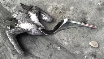 Dead pelicans lie on Peruvian beach, as health alert issued for cases of bird flu