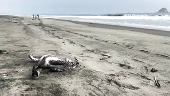 Dead pelicans lie on Peruvian beach, as health alert issued for cases of bird flu