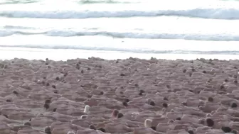 Erstmals 2.500 Menschen nackt am Bondi Beach - einige der besten Bilder