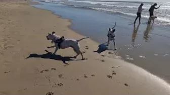 Roxy and Remi go to the beach vlog