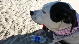 Roxy and Remi go to the beach vlog