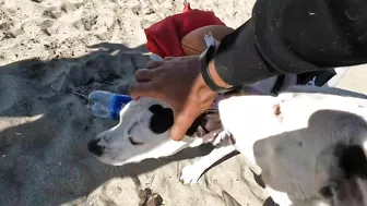 Roxy and Remi go to the beach vlog