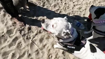 Roxy and Remi go to the beach vlog