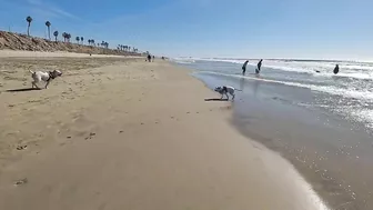 Roxy and Remi go to the beach vlog