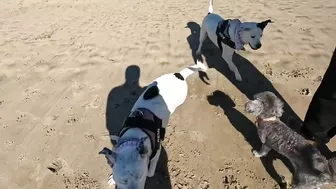 Roxy and Remi go to the beach vlog