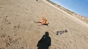 Roxy and Remi go to the beach vlog