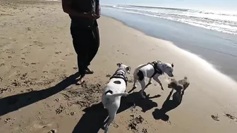 Roxy and Remi go to the beach vlog