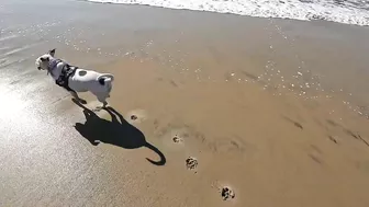 Roxy and Remi go to the beach vlog