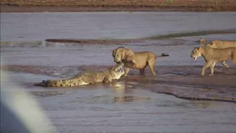 Lions vs. Crocodile Fight - Samburu National Reserve, Kenya (August 6, 2014)