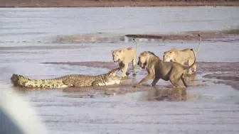 Lions vs. Crocodile Fight - Samburu National Reserve, Kenya (August 6, 2014)