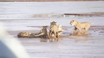 Lions vs. Crocodile Fight - Samburu National Reserve, Kenya (August 6, 2014)