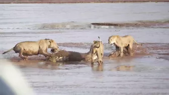 Lions vs. Crocodile Fight - Samburu National Reserve, Kenya (August 6, 2014)