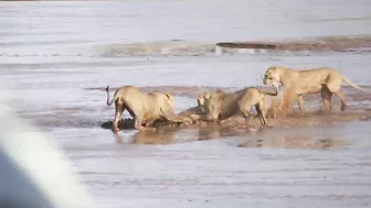 Lions vs. Crocodile Fight - Samburu National Reserve, Kenya (August 6, 2014)