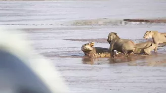 Lions vs. Crocodile Fight - Samburu National Reserve, Kenya (August 6, 2014)