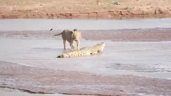 Lions vs. Crocodile Fight - Samburu National Reserve, Kenya (August 6, 2014)