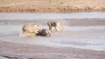 Lions vs. Crocodile Fight - Samburu National Reserve, Kenya (August 6, 2014)