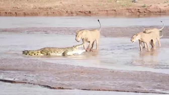 Lions vs. Crocodile Fight - Samburu National Reserve, Kenya (August 6, 2014)