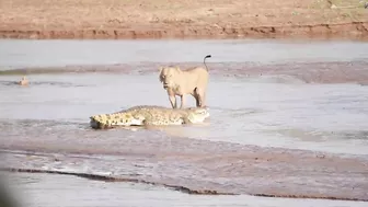 Lions vs. Crocodile Fight - Samburu National Reserve, Kenya (August 6, 2014)