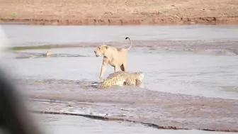 Lions vs. Crocodile Fight - Samburu National Reserve, Kenya (August 6, 2014)