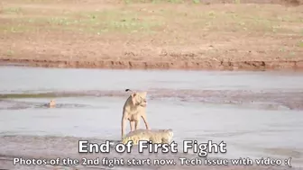 Lions vs. Crocodile Fight - Samburu National Reserve, Kenya (August 6, 2014)