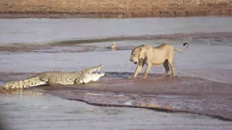 Lions vs. Crocodile Fight - Samburu National Reserve, Kenya (August 6, 2014)