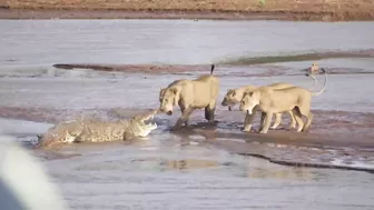 Lions vs. Crocodile Fight - Samburu National Reserve, Kenya (August 6, 2014)