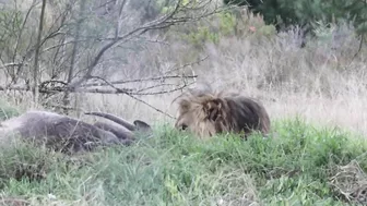 UNREAL MOMENT CAPTURED WHEN LION TRIES TO ATTACK TOURIST.