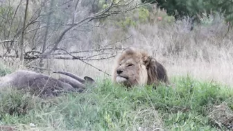 UNREAL MOMENT CAPTURED WHEN LION TRIES TO ATTACK TOURIST.