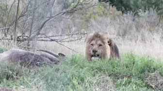 UNREAL MOMENT CAPTURED WHEN LION TRIES TO ATTACK TOURIST.