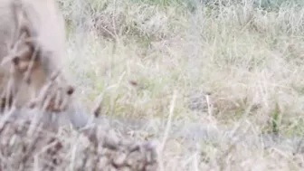 UNREAL MOMENT CAPTURED WHEN LION TRIES TO ATTACK TOURIST.