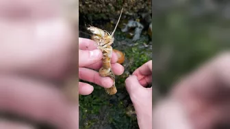 Shrimp Has Thousands of Parasites!