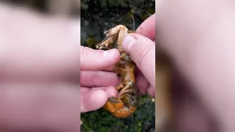 Shrimp Has Thousands of Parasites!