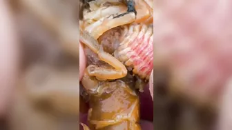 Shrimp Has Thousands of Parasites!