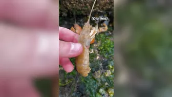 Shrimp Has Thousands of Parasites!