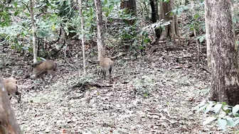 Debrigarh Wildlife Sanctuary | Jungle Safari | PINTU TRAVEL VLOG