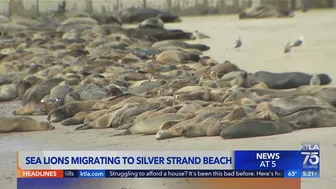 Hundreds of sea lions are taking over a beach in Ventura County